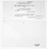 Ustilago bullata image